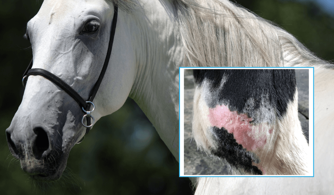 Breaking New Ground in Equine Dermatology