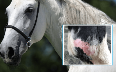 Breaking New Ground in Equine Dermatology