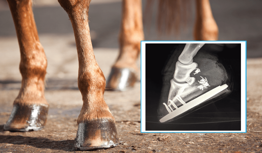 RenoVō® CASE STUDY: HOOF INJURY