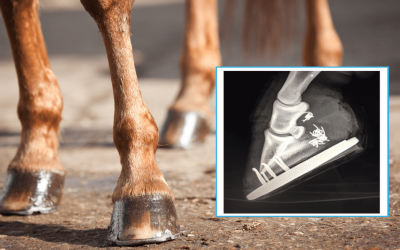 Enhancing Recovery from Hoof Injuries