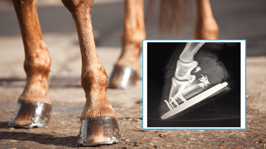 Horse legs with a close-up X-ray showing a treated hoof injury using RenoVō® equine amniotic tissue allograft.