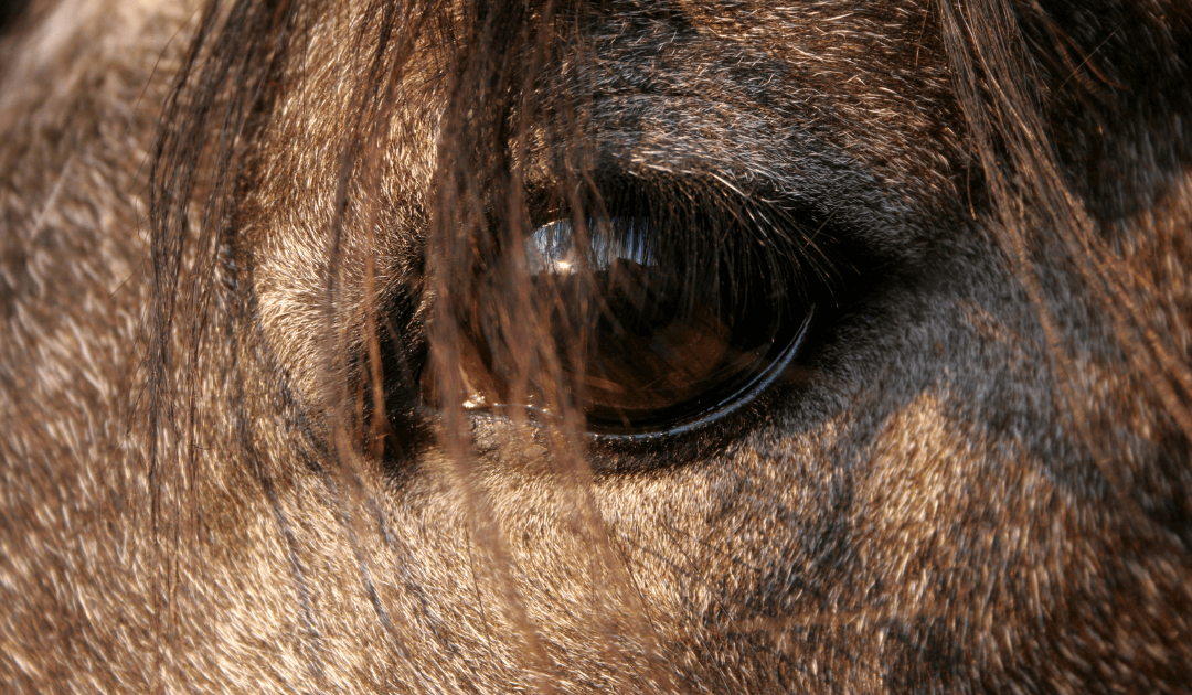 Optimizing Equine Eye Health