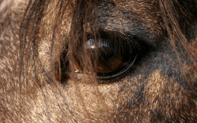 Optimizing Equine Eye Health