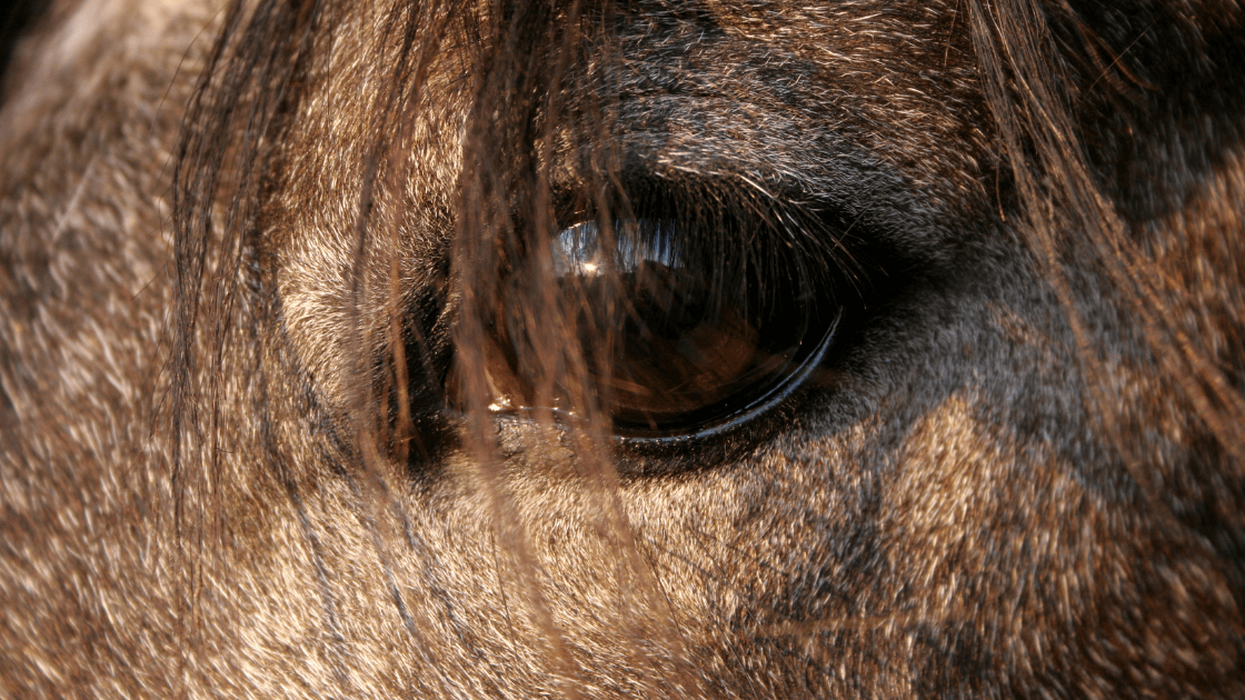 Close-up of a horse's eye, illustrating equine eye health and RenoVō® regenerative treatment for keratitis.