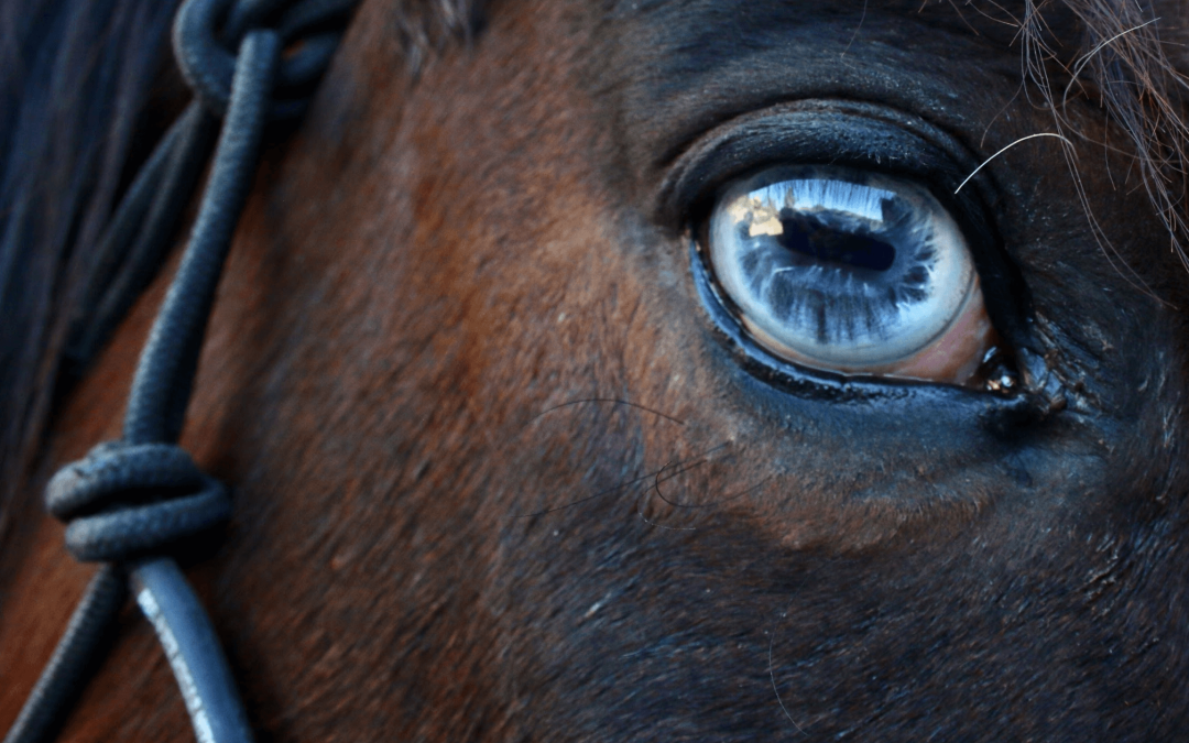 Revolutionizing Equine Eye Care: RenoVō®’s Success in Treating Corneal Ulcers