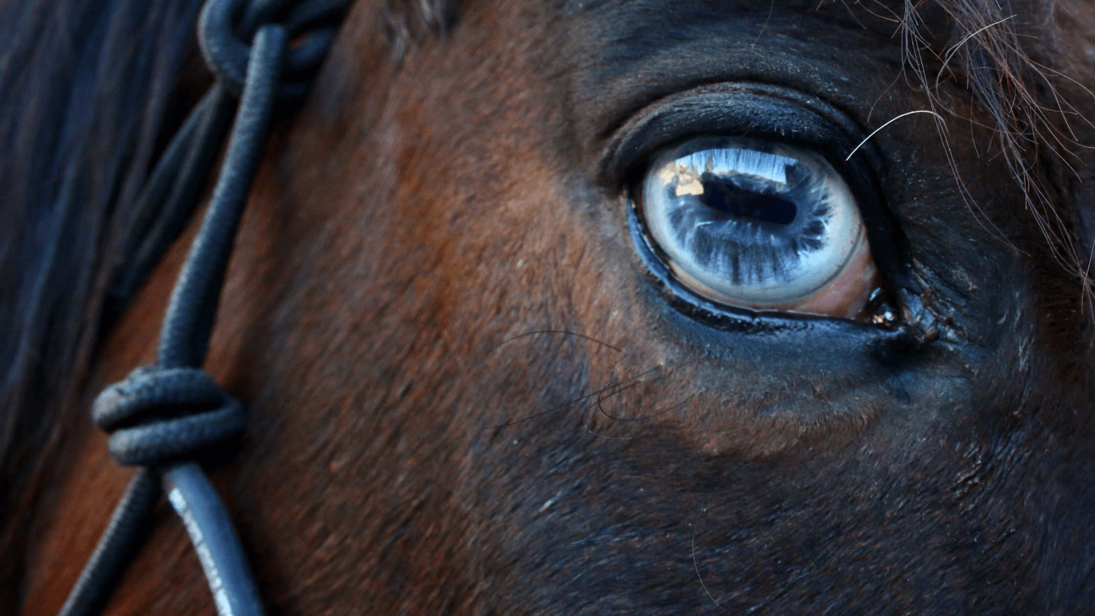 Close-up of a horse's eye, highlighting RenoVō's innovative equine corneal ulcer treatment through regenerative medicine and stem cell therapy.