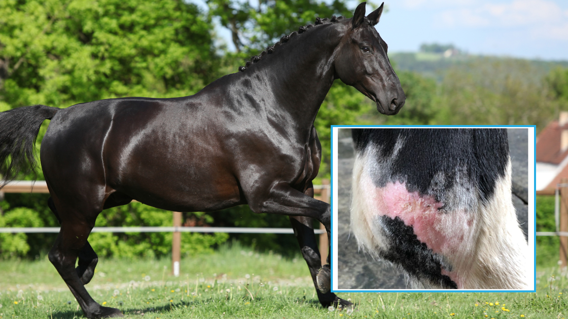 A healthy horse, once affected by sarcoid, now completely resolved and remains stable to date.