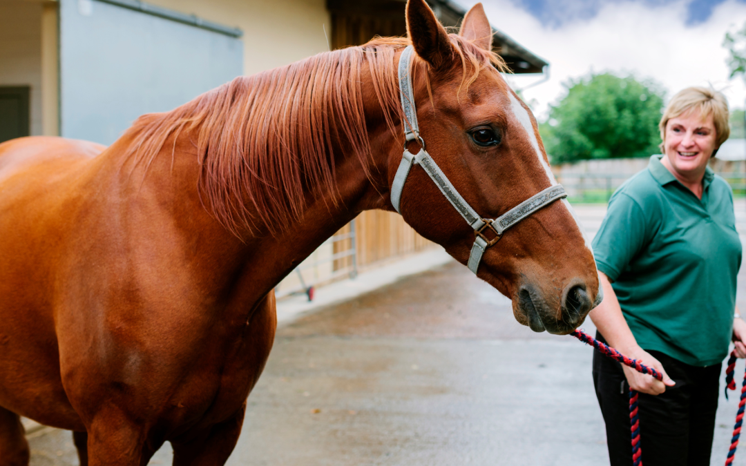 Alternative to PRP for Equines: Why Consider RenoVō®