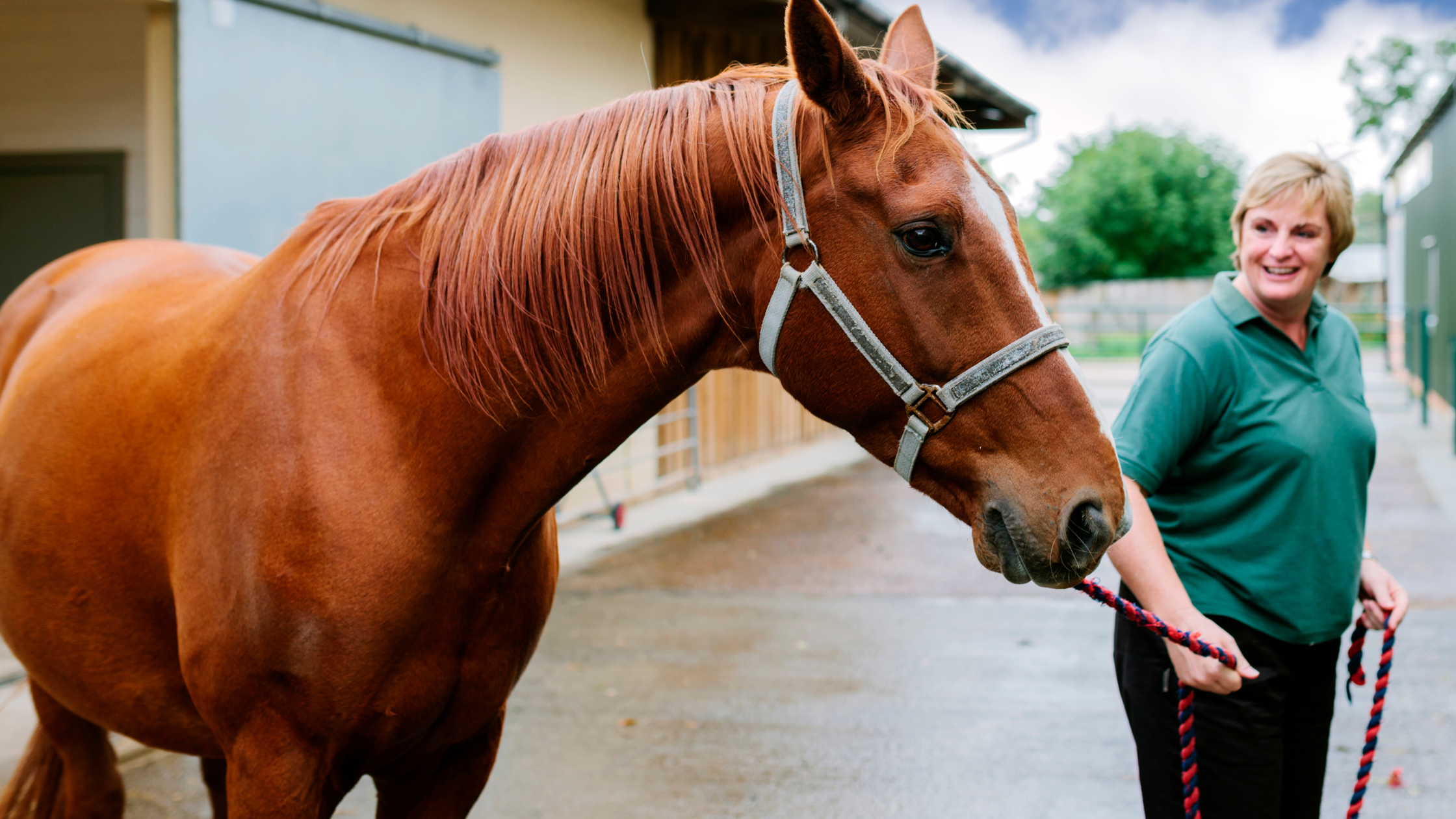 Horse with Vet illustrating regenerative equine care benefits of RenoVō® as an alternative to PRP.