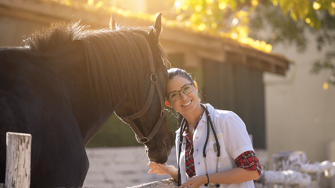 Horse with Vet illustrating regenerative equine care benefits of RenoVō® as an alternative to PRP.