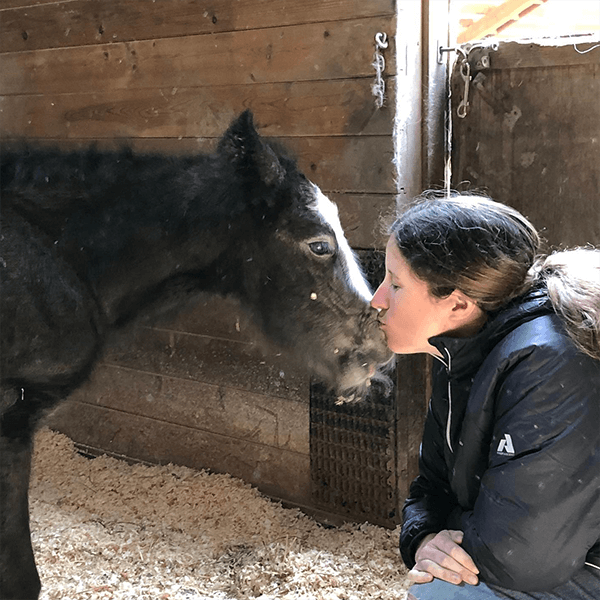 Cedar Creek Gypsy Horses