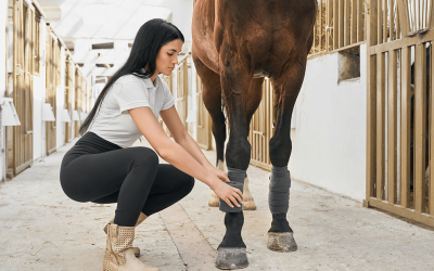 Comparing Equine Regenerative Therapy Options: PRP vs. RenoVō®