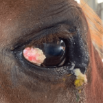 Equine regenerative therapy case study conjunctival squamous cell carcinoma image 1: image showing conjunctival squamous cell carcinoma  of the horse