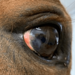 Equine regenerative therapy case study conjunctival squamous cell carcinoma image 2: image showing conjunctival squamous cell carcinoma  of the horse after 6 weeks