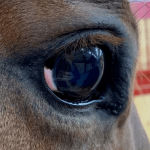 Equine regenerative therapy case study conjunctival squamous cell carcinoma image 4: image showing conjunctival squamous cell carcinoma of the horse 3 months following the RenoVō® implantation