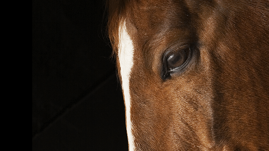 Close-up of a healthy horse’s eye, symbolizing recovery after regenerative care with RenoVō®