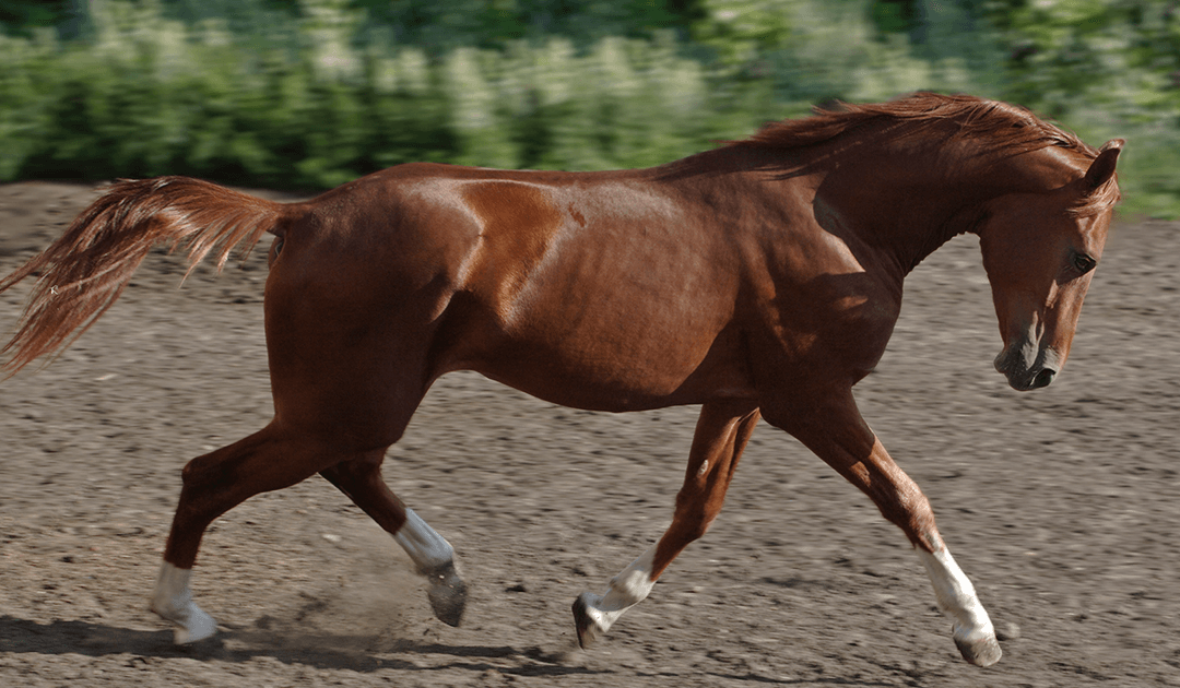 RenoVō® CASE STUDY: Hoof Injury