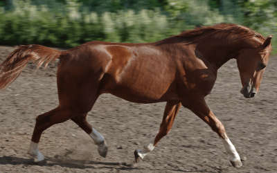 RenoVō® CASE STUDY: Hoof Injury