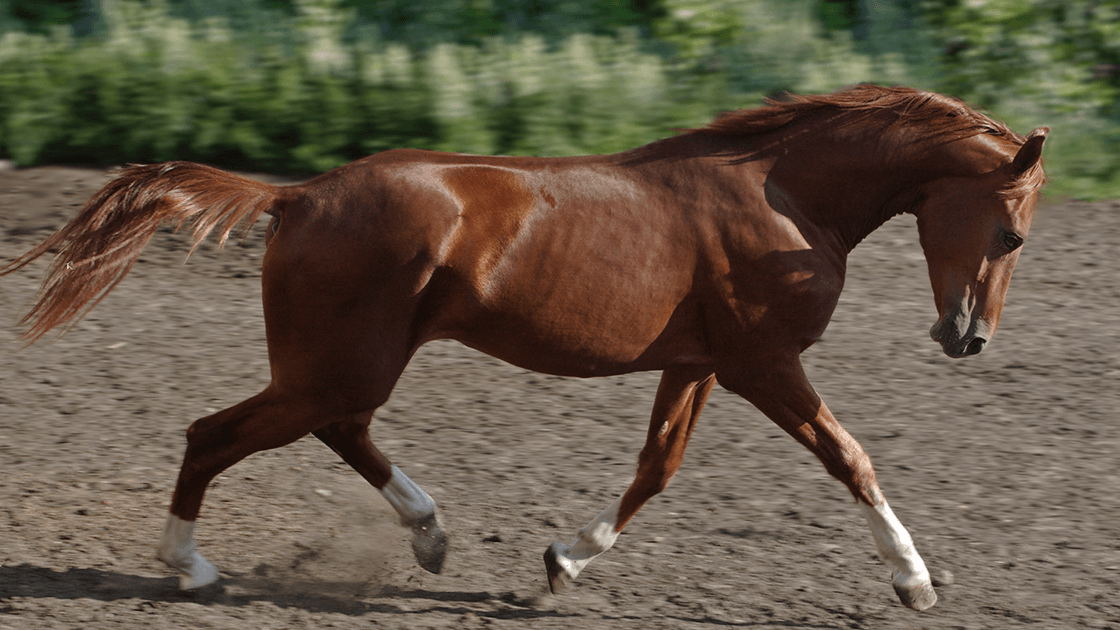 A running with a healthy, fully grown hoof, representing recovery after using RenoVō® regenerative therapy.