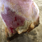 Equine Regenerative Therapy Case Study Hoof Injury Image 2: Image 1 week after a 3.0 cc of RenoVō ® allograft was implanted at the discretion of the veterinarian around the lesion and distributed subcutaneously around the wound edges.