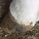 Equine Regenerative Therapy Case Study Hoof Injury Image 3: Image 6 weeks after a 3.0 cc of RenoVō ® allograft was implanted at the discretion of the veterinarian around the lesion and distributed subcutaneously around the wound edges.