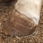 Equine Regenerative Therapy Case Study Hoof Injury Image 3: Image 8 months after a 3.0 cc of RenoVō ® allograft was implanted at the discretion of the veterinarian around the lesion and distributed subcutaneously around the wound edges.