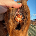 Equine Therapy Case Study: Inner Ear Squamous Cell Carcinoma - Image 1