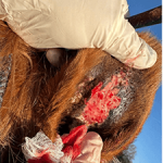 Equine Therapy Case Study: Inner Ear Squamous Cell Carcinoma - Image 2