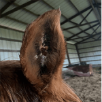 Equine Therapy Case Study: Inner Ear Squamous Cell Carcinoma - Image 3