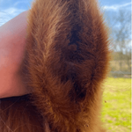 Equine Therapy Case Study: Inner Ear Squamous Cell Carcinoma - Image 4