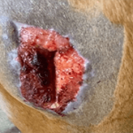 RenoVō® Case Study: Puncture Wound Recovery in a Quarter Horse Image 1