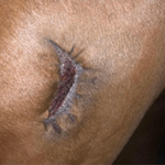 RenoVō® Case Study: Puncture Wound Recovery in a Quarter Horse Image 2