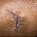 RenoVō® Case Study: Puncture Wound Recovery in a Quarter Horse Image 3