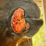 Case Study: Puncture Wound in Quarter Horse Image 1