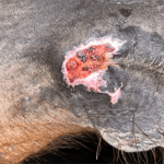 Case Study: Puncture Wound in Quarter Horse Image 2