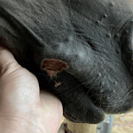 Case Study: Puncture Wound in Quarter Horse Image 3