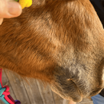 Case Study: Puncture Wound in Quarter Horse Image 4