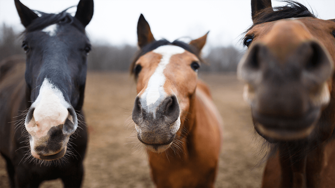 Healthy Horses symbolizing recovery from a summer sore with RenoVō® therapy.