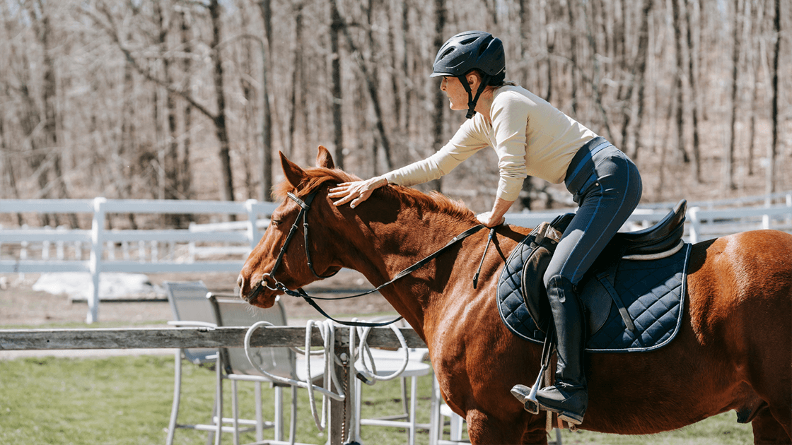 A Warmblood jumping horse representing recovery from tendon injury with RenoVō® therapy.