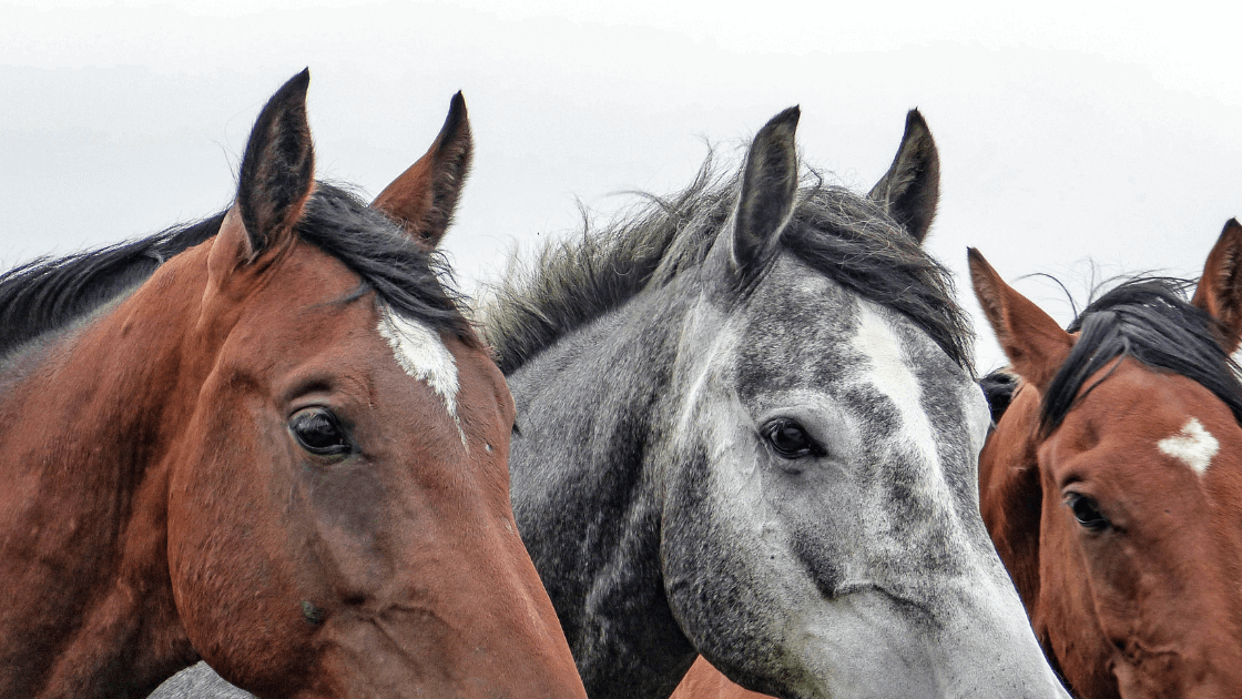 Healthy horses with beautiful ears symbolizing successful regenerative care with RenoVō® for inner ear squamous cell carcinoma.