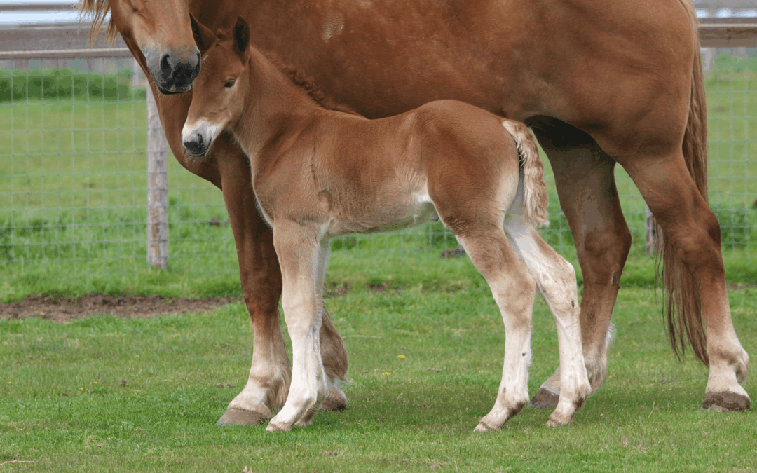 RenoVō® Case Study Hoof Injury: Foal