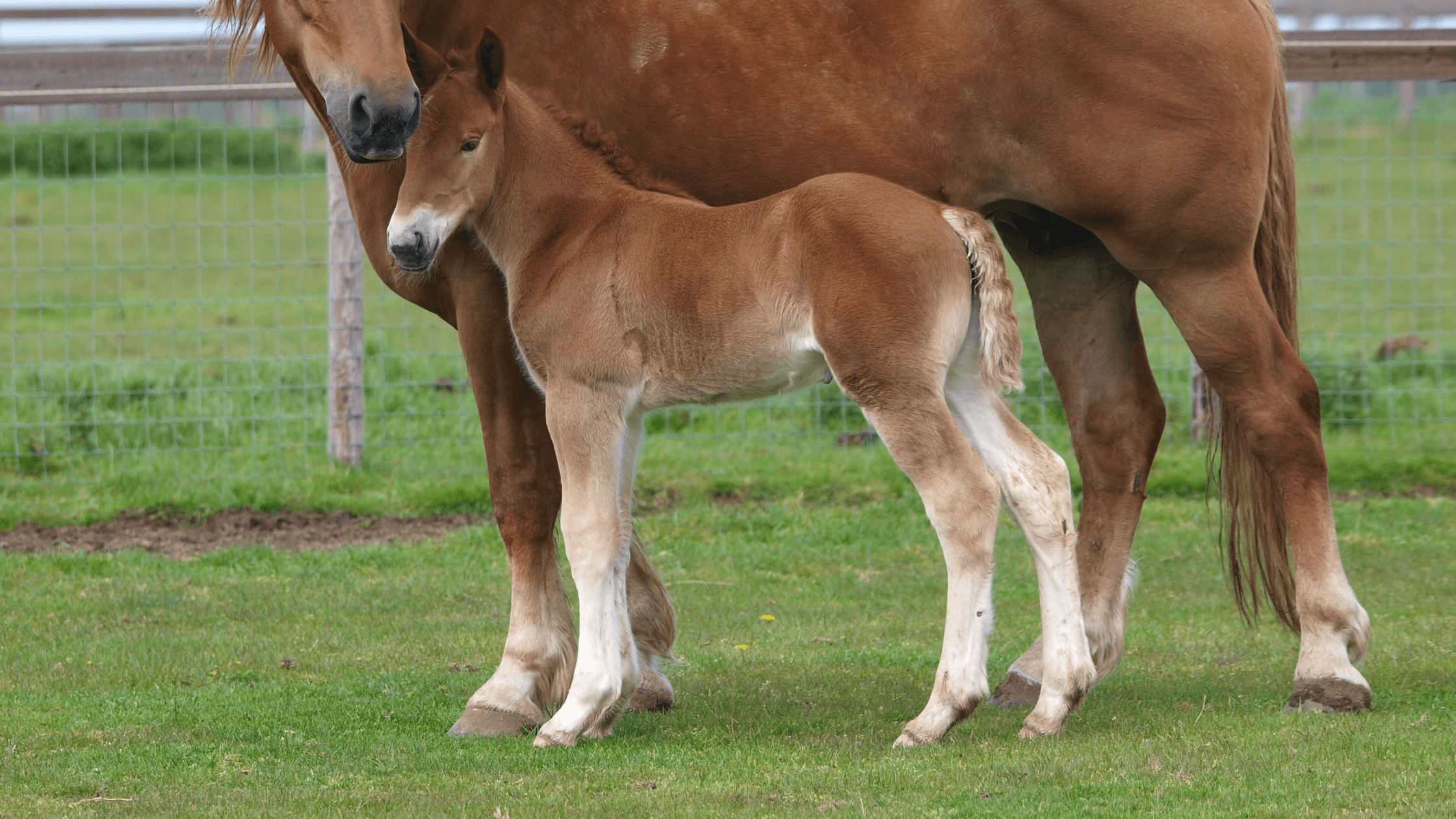 A healthy foal stands with its mother, representing a successful case study of RenoVō® equine regenerative medicine for hoof injuries.