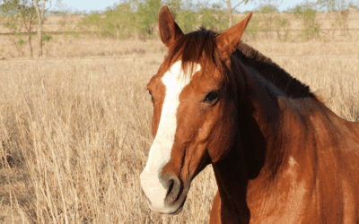 RenoVō® Case Study: Inner Ear Squamous Cell Carcinoma