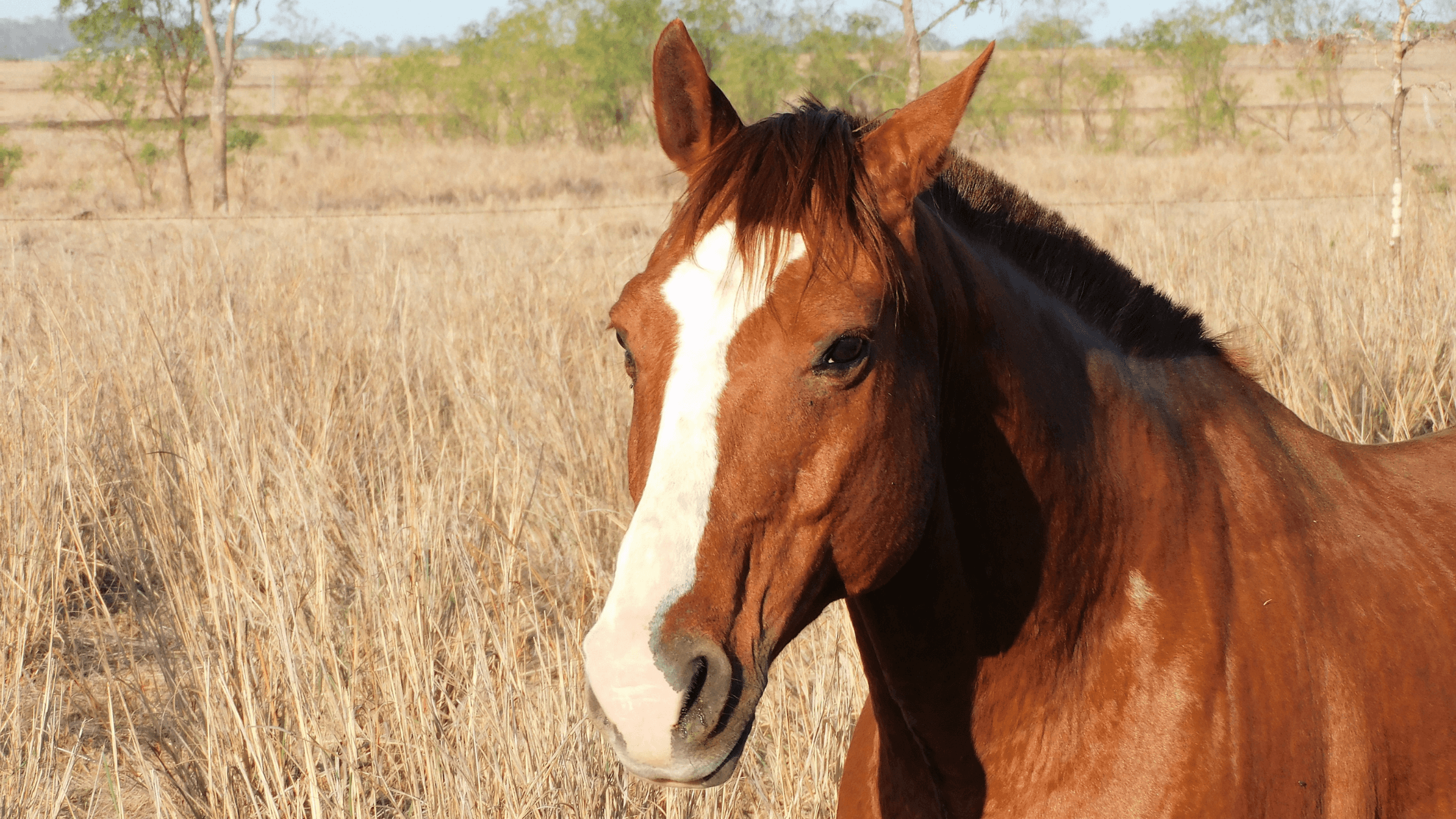 A healthy horse, representing the successful outcomes of RenoVō® equine regenerative medicine.