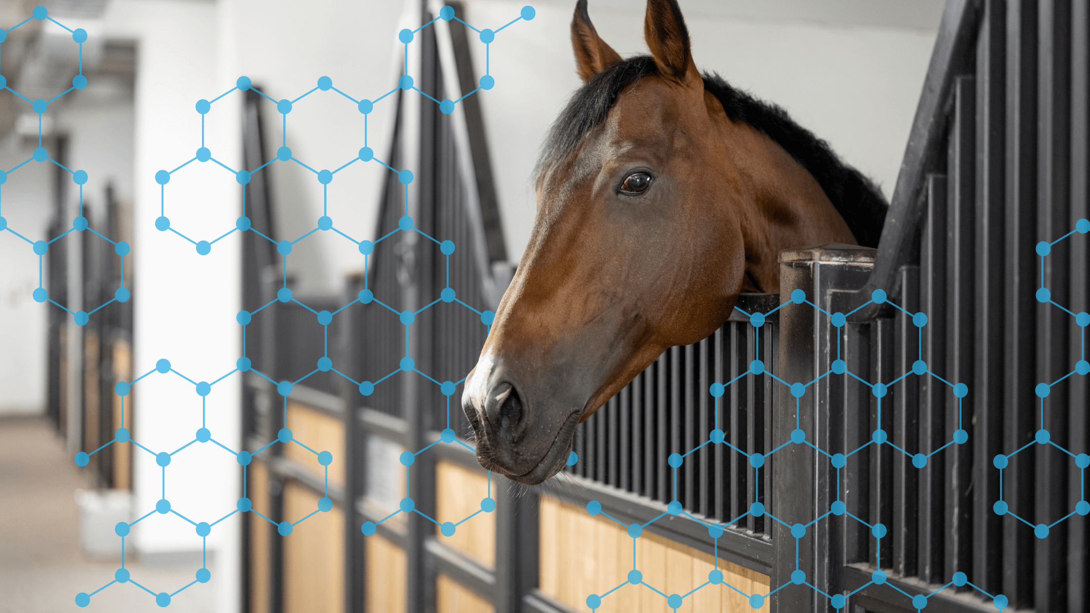 A horse’s head looking out of a stable stall with a blue geometric molecular grid overlay, illustrating the scientific comparison between RenoVō® and PRGF in equine regenerative medicine.