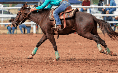 Clinical Case: Post-Operative Management of Stifle Meniscal and Cartilage Injury in a Cutting Horse Using RenoVō®